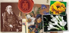 Ананасы под соснами. «Ботанический сад» купцов Басниных