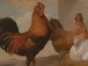 Христианский пост стал катализатором куриной эволюции Христианский пост стал катализатором куриной эволюции
