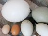 Разгадка формы птичьего яйца Разгадка формы птичьего яйца