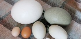 Разгадка формы птичьего яйца