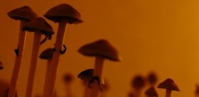 Психоделики «священных грибов» будет продуцировать кишечная палочка