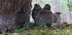 “Noah’s Ark” for the Siberian Grouse 