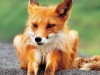 Kamchatka’s Wildlife