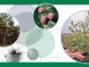 Siberian Flora – for Russian Pharmaceutics