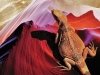 Каньон Антилопы – феерия света и красок Каньон Антилопы – феерия света и красок