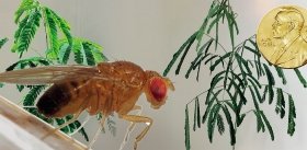 Открытие молекулярных механизмов работы циркадного ритма
