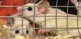 Стресс может распространяться как инфекция при социальных взаимодействиях