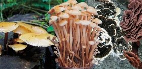 И чашка кофе с чагой два раза в сутки, без рецепта