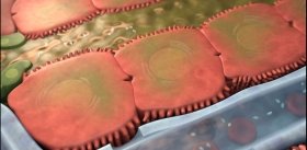 Заменой трансплантации печени может стать новая печень, выращенная в… почках