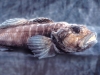 Mysterious Fish of Lake Baikal Mysterious Fish of Lake Baikal