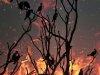 Падение метеорита изменило судьбу не только динозавров, но и птиц Падение метеорита изменило судьбу не только динозавров, но и птиц