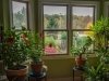 «Умные» растения-сенсоры предупредят хозяев о появлении плесени и возбудителей гриппа «Умные» растения-сенсоры предупредят хозяев о появлении плесени и возбудителей гриппа