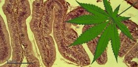 Открыт механизм терапевтического действия марихуаны при аутоиммунных заболеваниях кишечника