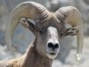В поисках пропитания даже баранам пришлось обзавестись «культурными традициями» В поисках пропитания даже баранам пришлось обзавестись «культурными традициями»