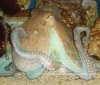 После дозы экстази осьминогов, как и людей, тянет к общению с себе подобными После дозы экстази осьминогов, как и людей, тянет к общению с себе подобными
