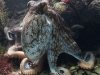 Гибель мамы-осьминога после появления потомства вызвана биохимическими сдвигами в структуре головного мозга Гибель мамы-осьминога после появления потомства вызвана биохимическими сдвигами в структуре головного мозга