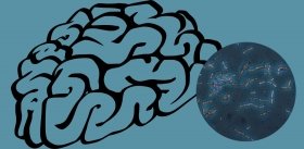 Микробы колонизировали не только наше тело, но и наш мозг?