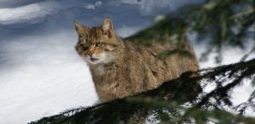 В отличие от собак, домашние кошки подросли за последние 2 тыс. лет