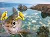 И рыбы уши имеют И рыбы уши имеют
