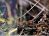 Саранча - друг или враг?