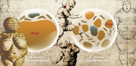 Кофе запускает «печку» для сжигания калорий