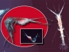 The Diversity of Crustacea in Baikal The Diversity of Crustacea in Baikal