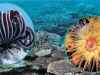 All There is to Know About a Coral Reef 