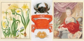The Vivid Colors of Merian
