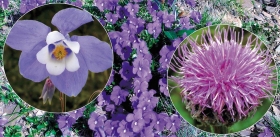 A Lost Archipelago: The Altai Krai through the Eyes of a Botanist