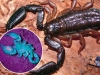 Wanderings under the Constellation of Scorpio