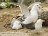 On the Wings of Love
