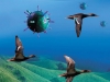 Bird Flu, an Old Foe Bird Flu, an Old Foe