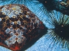 Sea Urchins: Green and Black, Round and Flat, Delicious and Deadly Sea Urchins: Green and Black, Round and Flat, Delicious and Deadly
