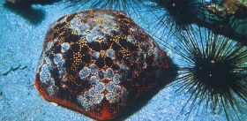 Sea Urchins: Green and Black, Round and Flat, Delicious and Deadly