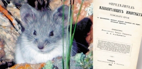 Mumiyo Made by the Mountain Vole