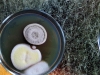 The Fungal Lilliput: From Parasites to Predators The Fungal Lilliput: From Parasites to Predators