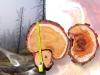 There’s No Forest without Fire: Wildfires in the Taiga as a Natural Factor There’s No Forest without Fire: Wildfires in the Taiga as a Natural Factor