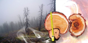 There’s No Forest without Fire: Wildfires in the Taiga as a Natural Factor