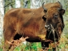 This Fragile World of Aurochs This Fragile World of Aurochs