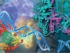 Saved by the Cell: How Cells Repair DNA