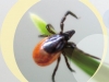 Who Needs Prognosis for the Risk of Tick-Borne Encephalitis Infection?