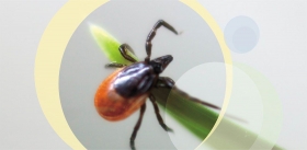 Who Needs Prognosis for the Risk of Tick-Borne Encephalitis Infection?