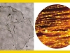 Fluorographene: The Modern History of Old Materials 