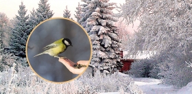 Keep a Green Tree in Your Heart…