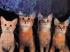 Cats and genes: 40 years later Cats and genes: 40 years later