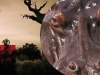 To be born a Baobab To be born a Baobab