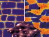 Nanostructural COATINGS: "Chessboard" Effect Nanostructural COATINGS: "Chessboard" Effect