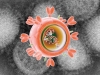 Swine Flu: Frequently Asked Questions