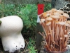 Fungal Pharma: fungi against viruses and tumors Fungal Pharma: fungi against viruses and tumors