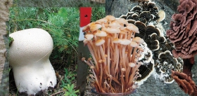 Fungal Pharma: fungi against viruses and tumors